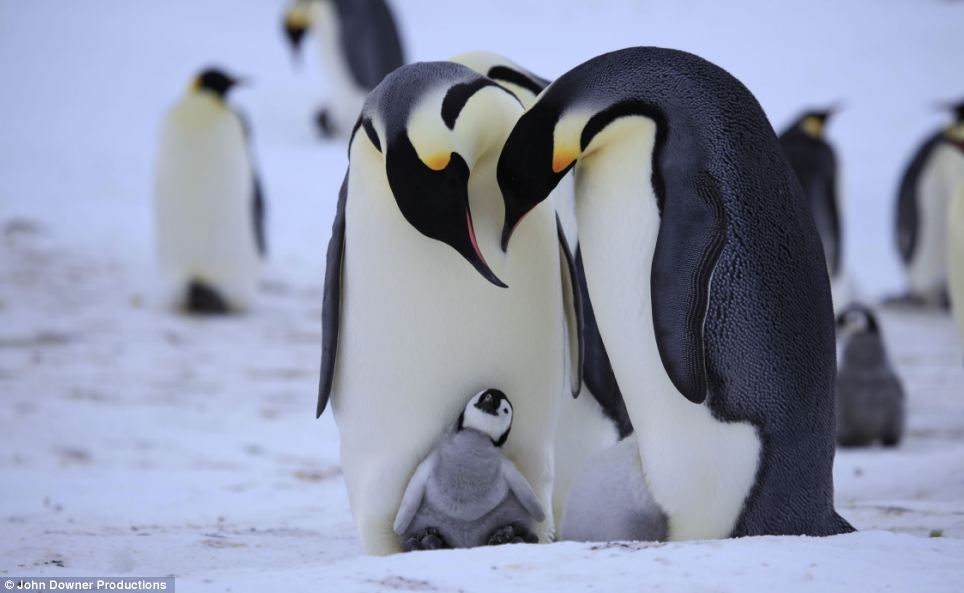 National Penguin Awareness Day