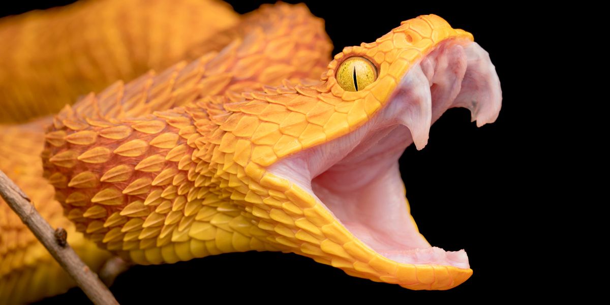 Camel Tears Could Save You From a Snakebite!