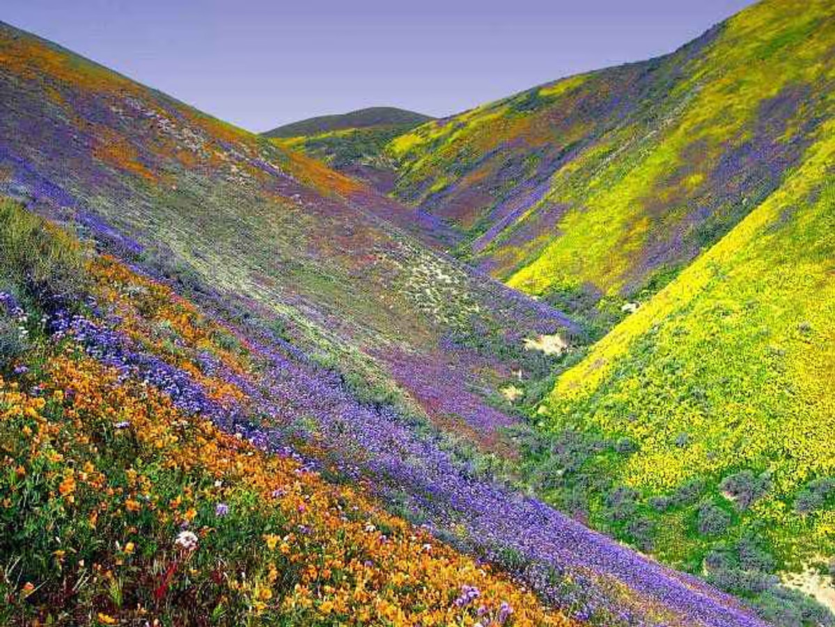 India’s hidden flower valleys are exploding in color  don’t miss this!