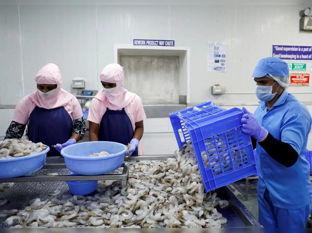 Are Trump’s tariffs sinking India’s shrimp industry 