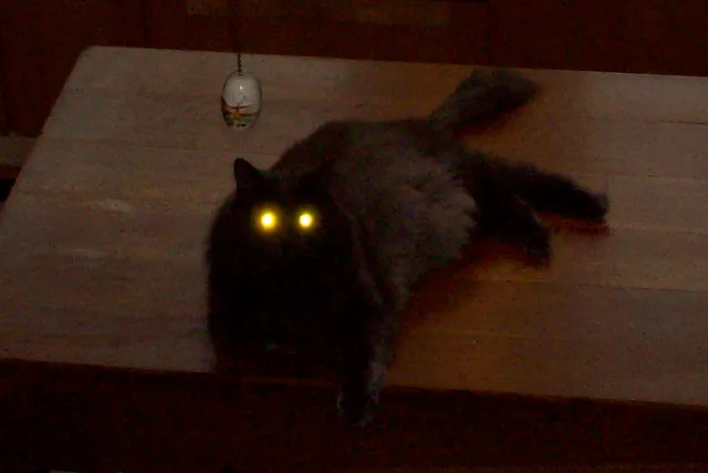 Why do animals’ eyes glow in the dark?