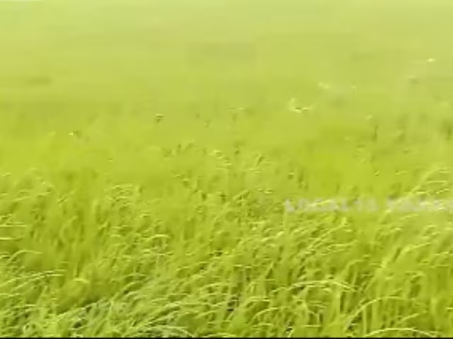 Mysuru Farmers Grow Paddy With Pre-monsoon Rain Water