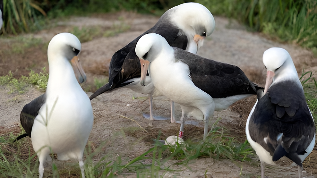 World’s Oldest Wild Bird Becomes a Mom Again at 74