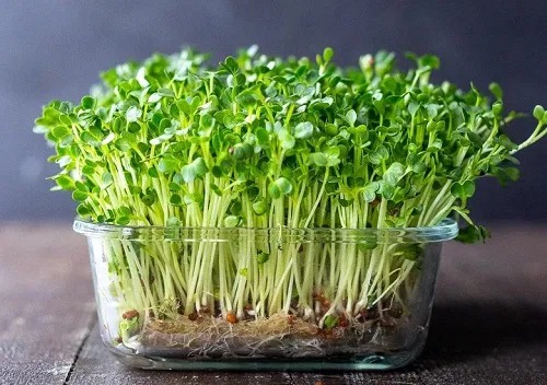 How to Grow Chia Seed Plants at Home Without Soil or Sand