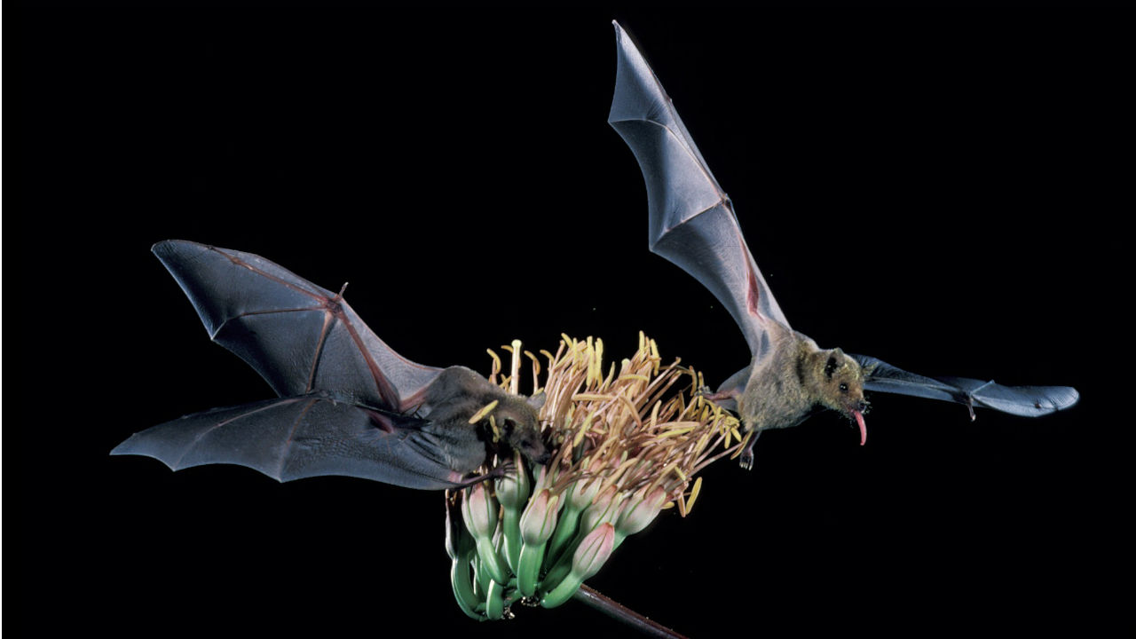 This Tiny Bat is the Secret Hero Behind Your Tequila!