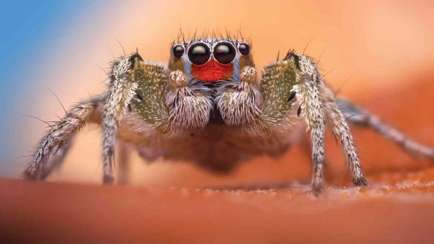 The Hidden Benefits of Spiders You Never Knew About!