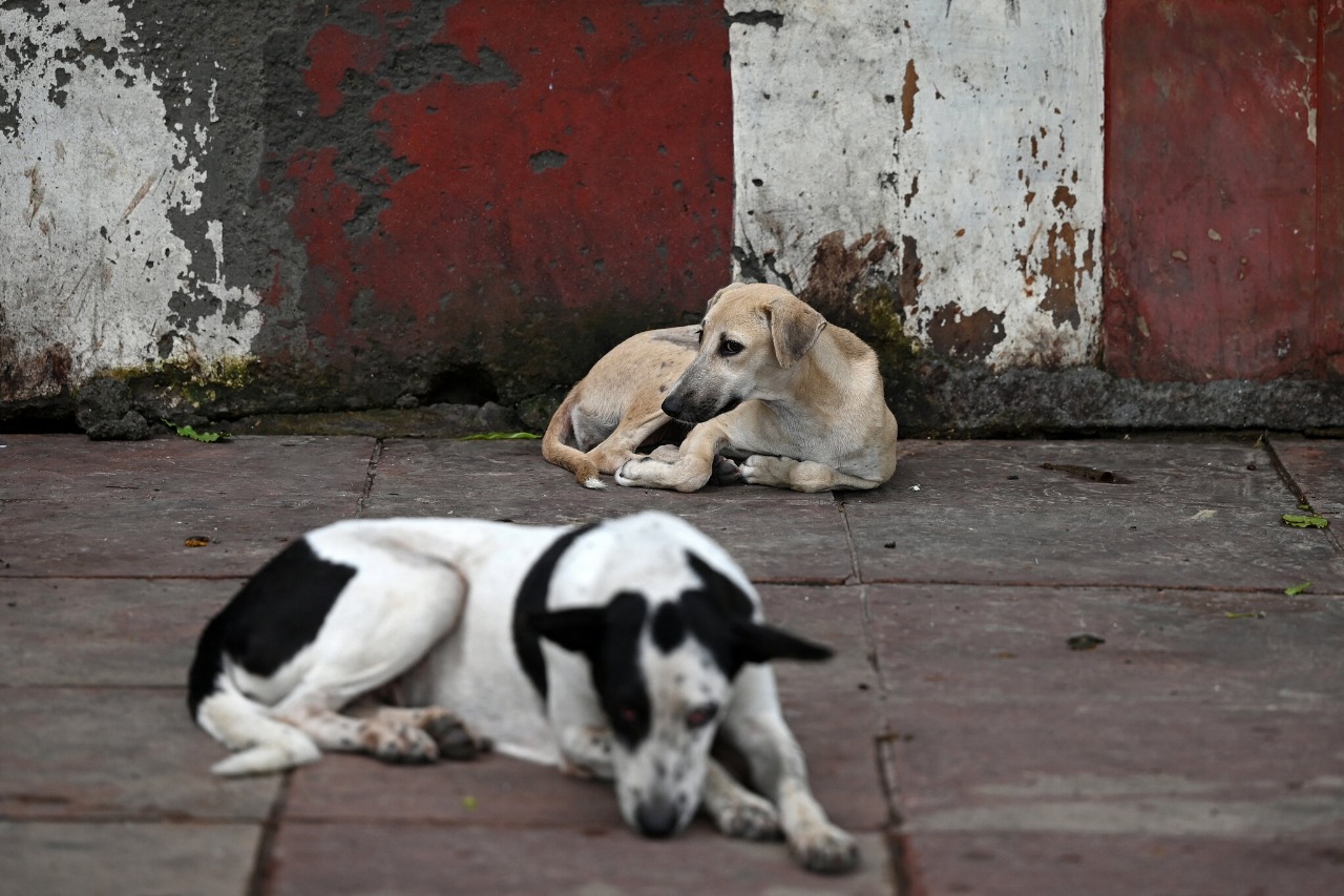 A Loving Critique: How the Supreme Court s fresh Directive on Street Dogs could harm our beloved Strays!