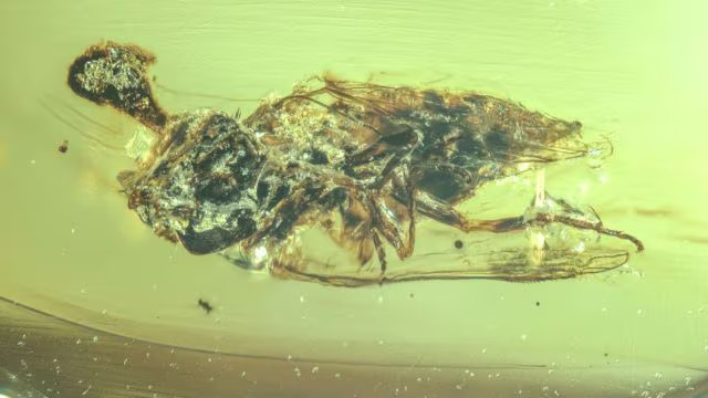 Zombie fungus found in 99-million-year-old amber