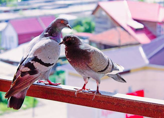 Pigeons are urban India's most relatable crisis!
