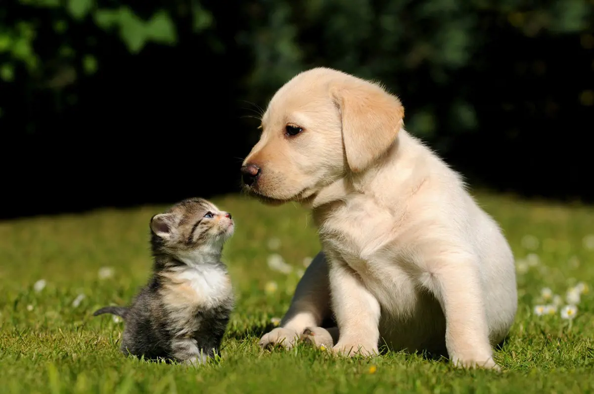 Love dogs and cats? This deadly infection might be living in your lungs!