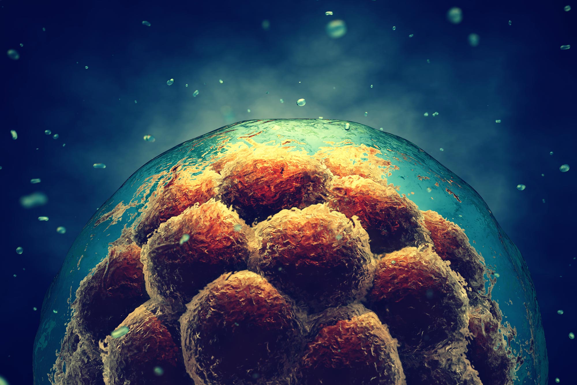 Scientists grow human eggs from skin cells - a revolution or a nightmare?