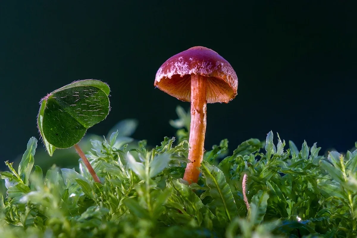 This Mushroom-Based Plastic Is Alive And Might Save the Planet!