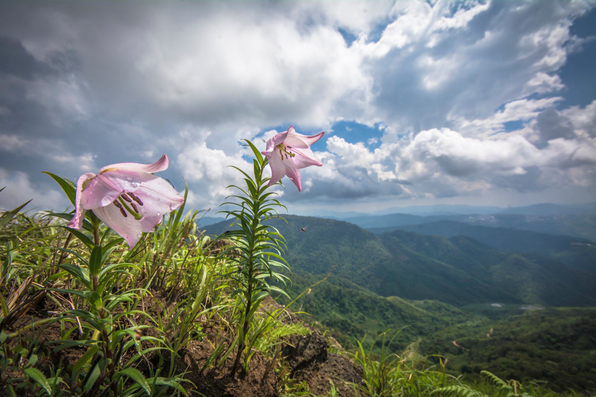 The rare Shirui Lily blooms again with epic festival fun in Manipur!