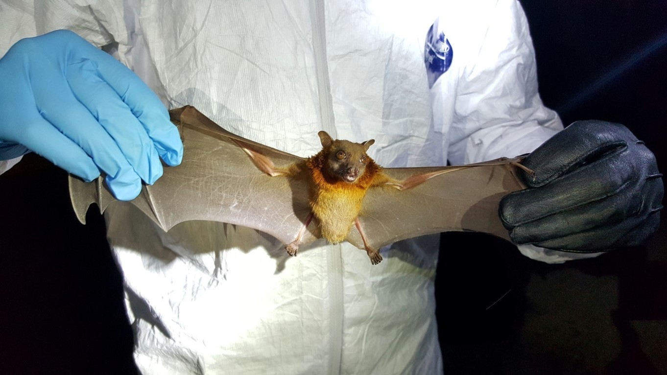 New bat viruses in China raise fears of future deadly pandemics