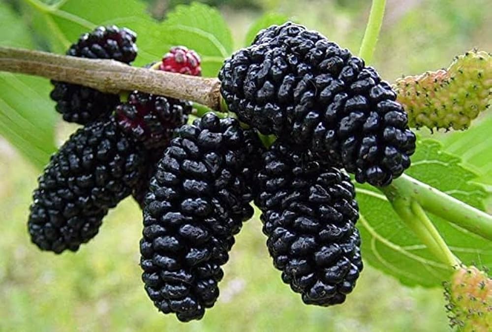 Say goodbye to dark spots  mulberry’s got you covered