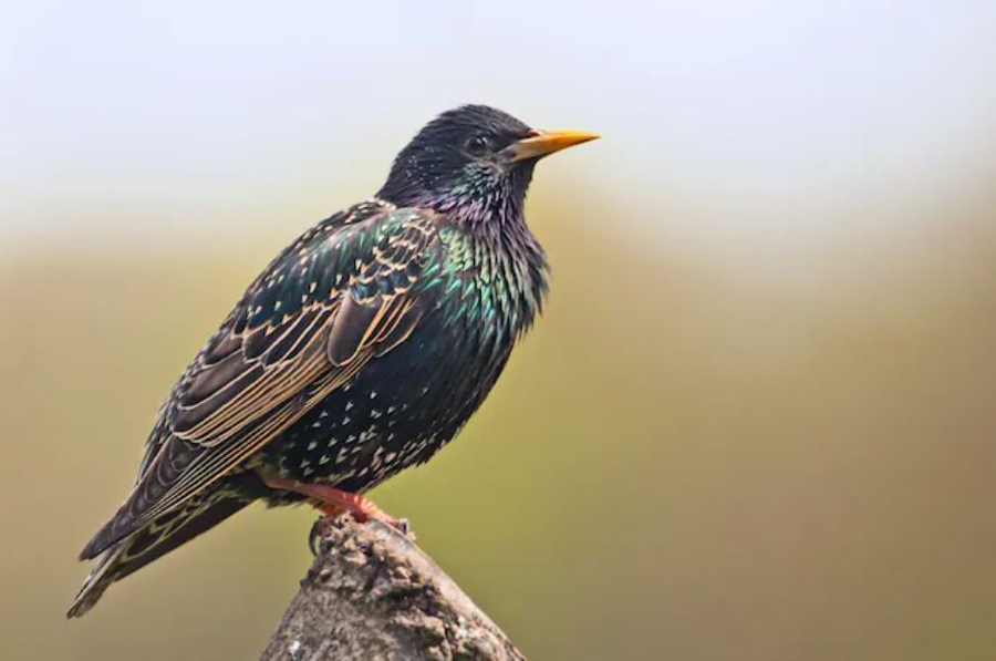 This bird just became a living USB drive!