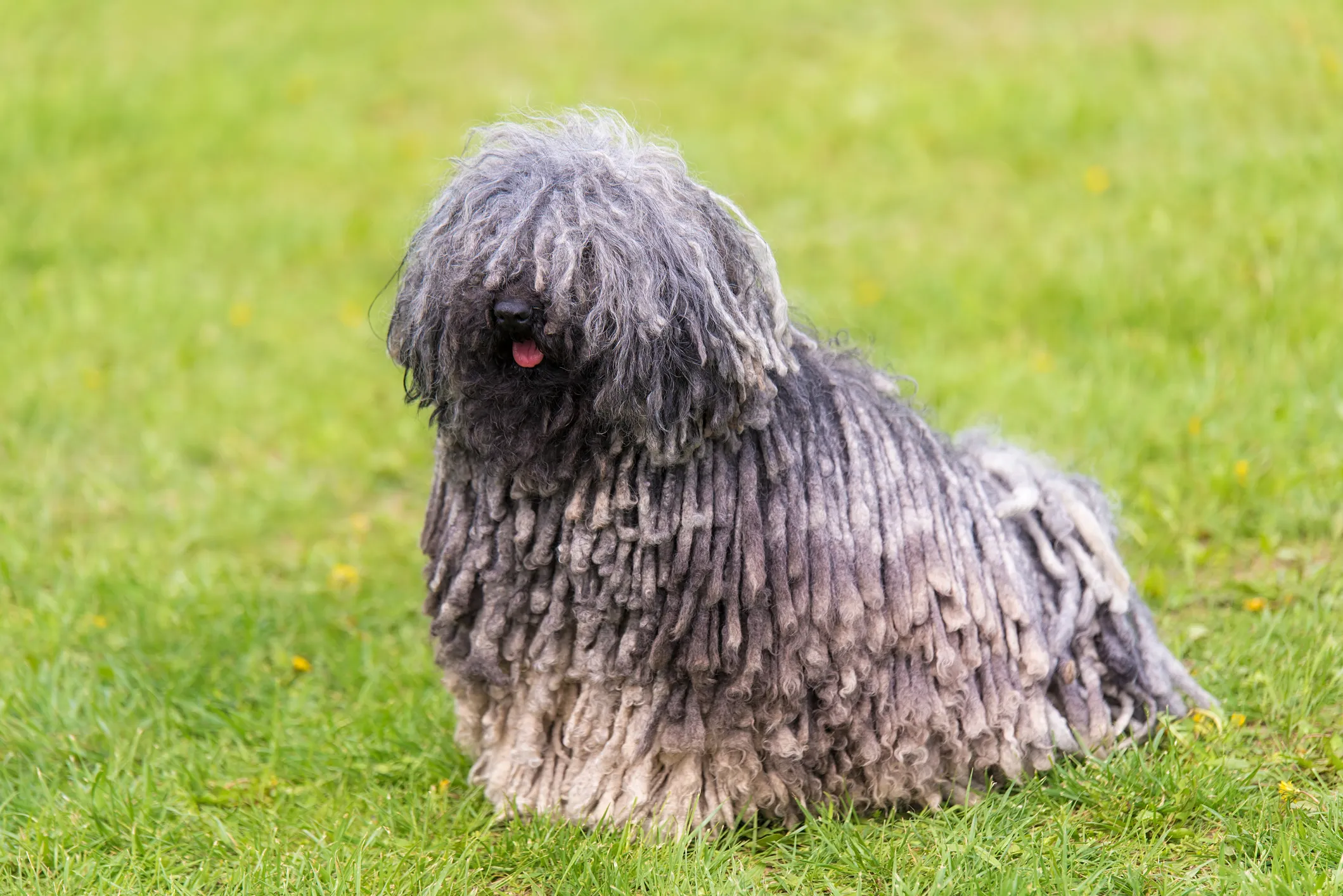 The Dog That Looks Like a Walking Mop!