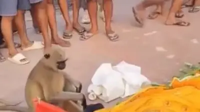 This monkey didn't leave his caretaker's last rites - And it's breaking hearts!