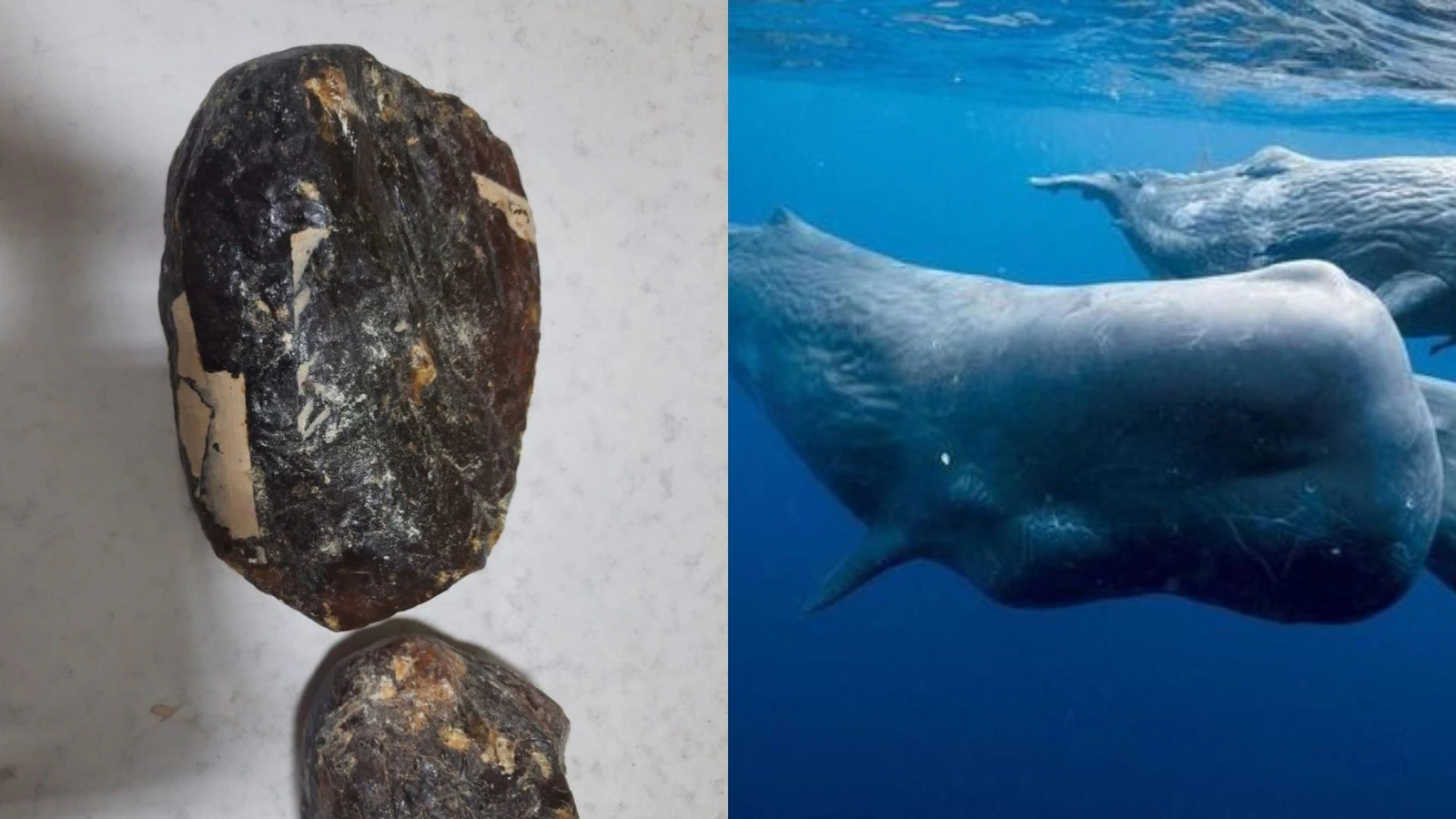 India's 'Floating Gold' : Goa police seizes whale vomit worth ₹10 Crore, three arrested!