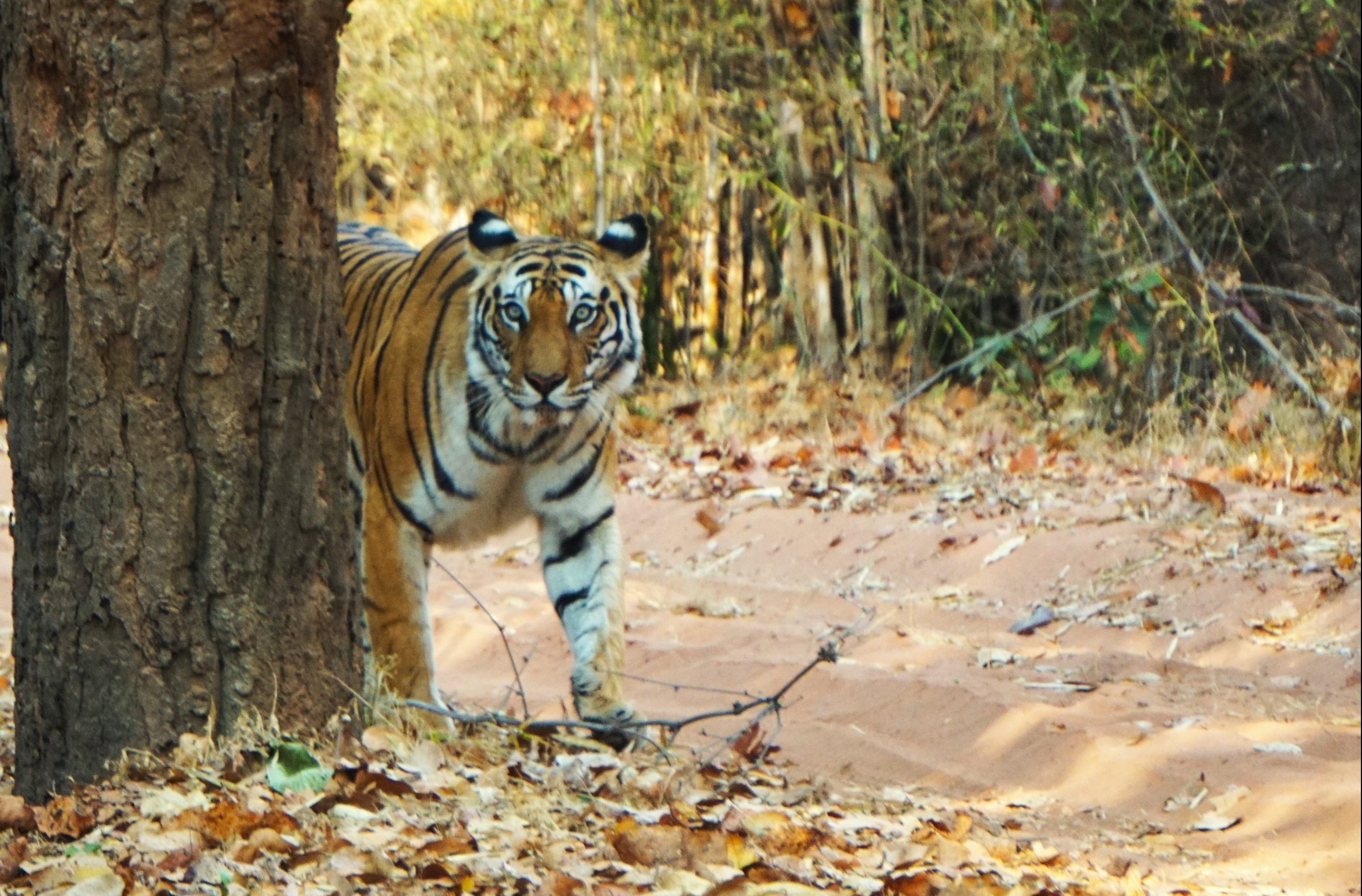 NTCA’s corridor shrink raises tiger survival concerns!