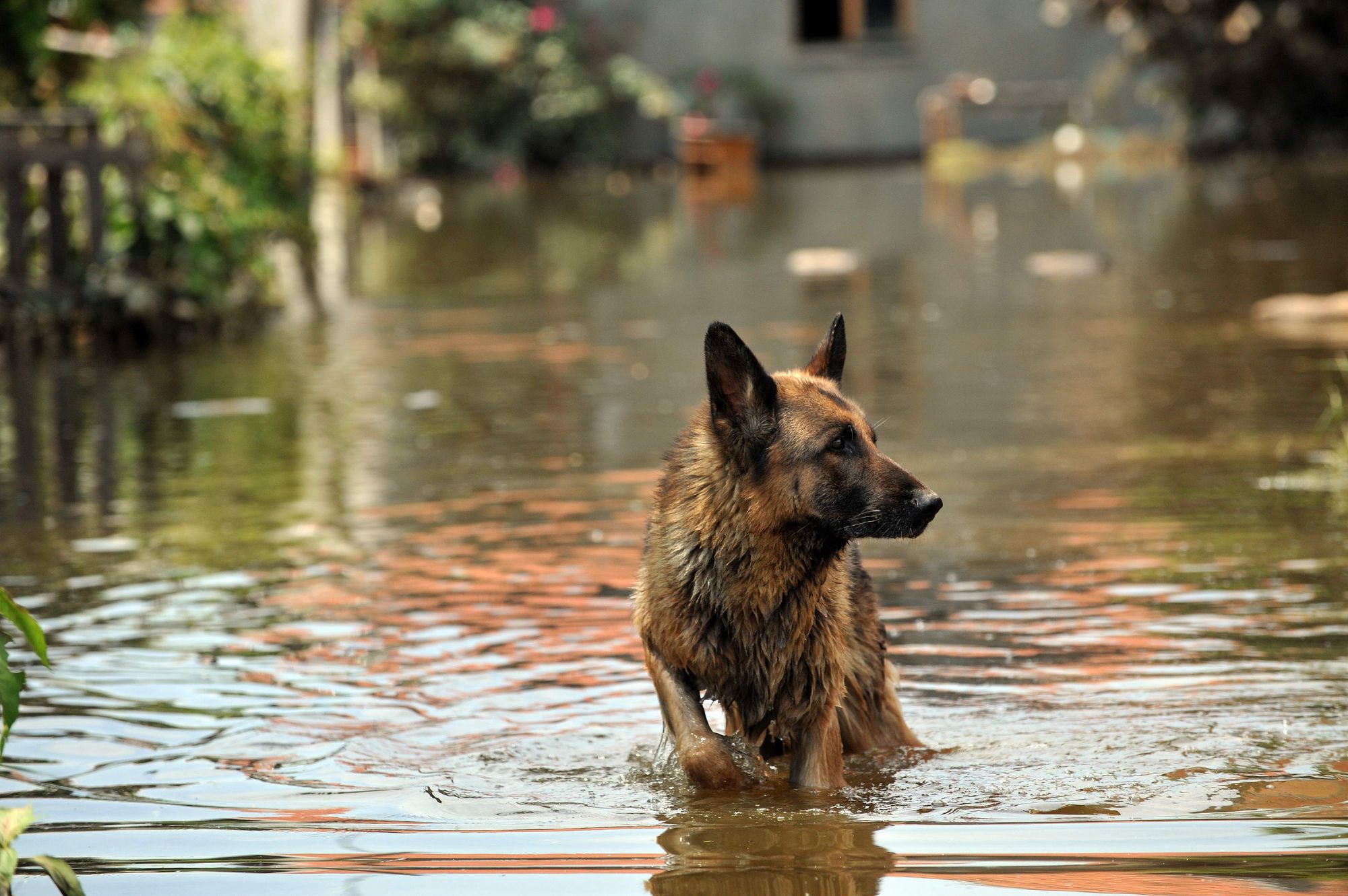When Floods Hit, You Won’t Believe Where Pets Go…!