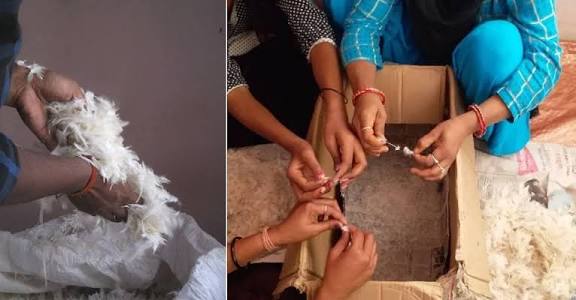 Golden Feathers Turns Chicken Waste Into Sustainable Future!