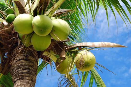 Coconut shortage shakes kitchens across southern India! Coconut shortage shakes kitchens across southern India!
