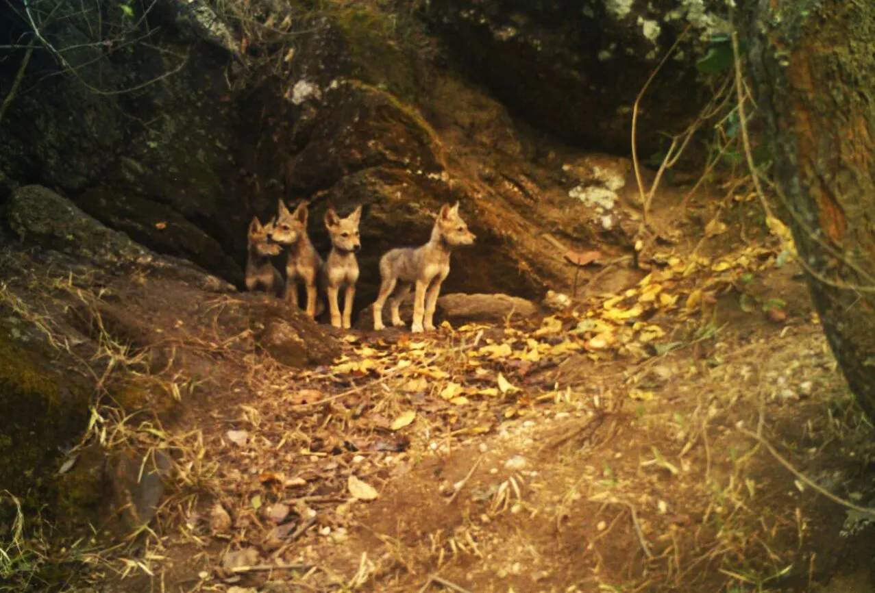 India’s secret wolf land: a sanctuary you’ve never heard of!