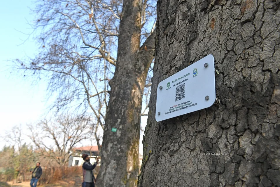 Kashmir’s Chinar Trees Get Digital ‘Aadhaar’ Protection!