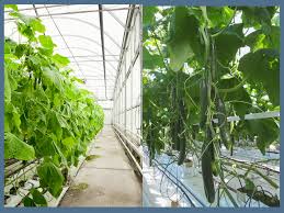 Farmer turns to hydroponics, gains wealth and energy savings!