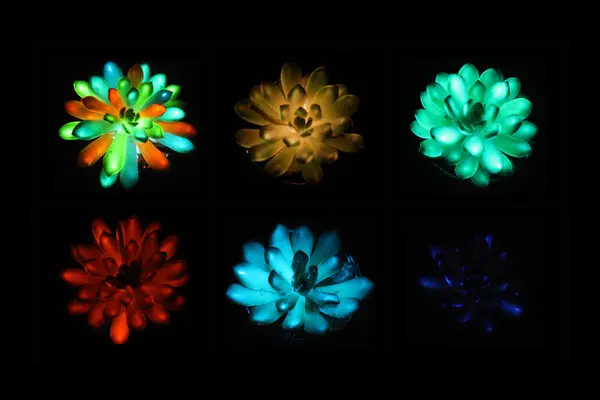 Glow-in-the dark succulents : your eco night-light plants!