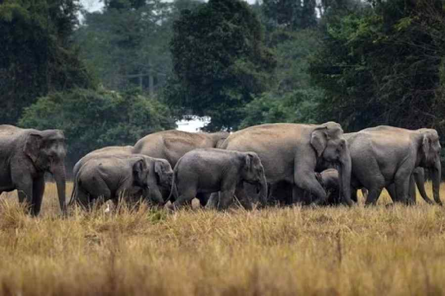 Could Kerala’s new law put humans or wildlife at risk?