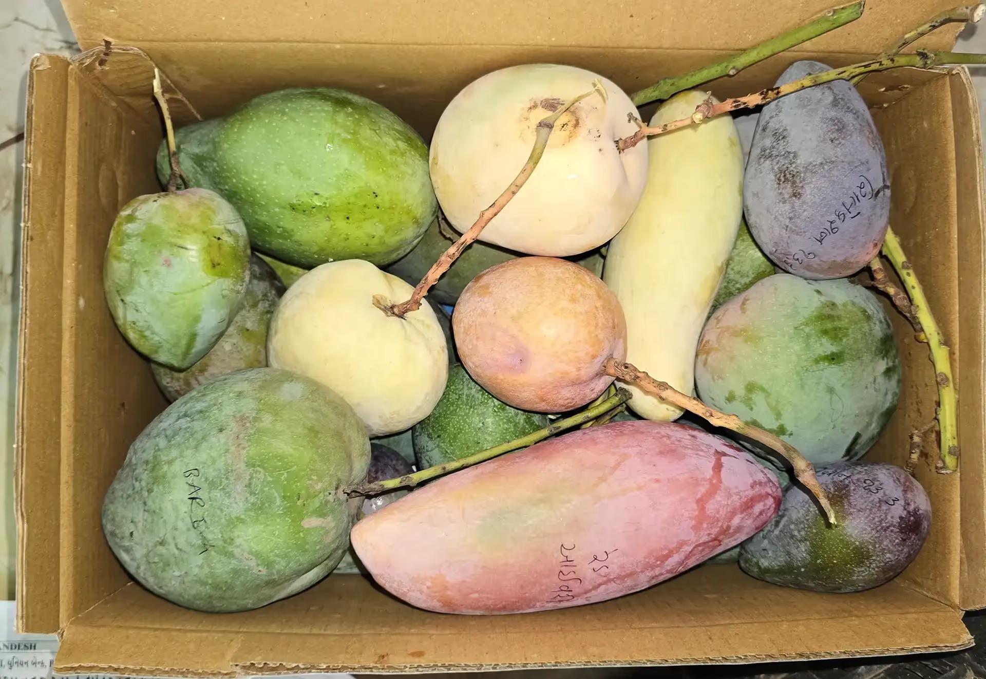 300 types of Mangoes in one Orchard  You have to see this!