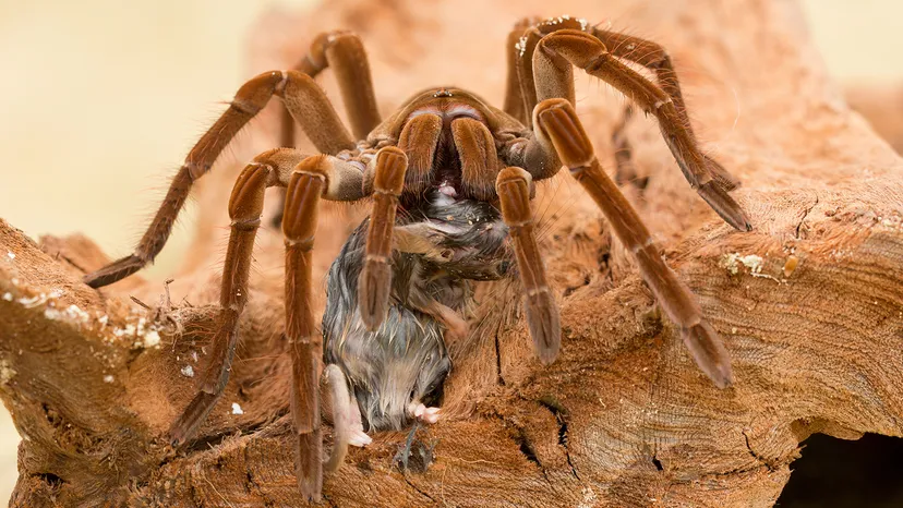 Bigger than your hand! India’s largest spiders are stunning and scary! Bigger than your hand! India’s largest spiders are stunning and scary!