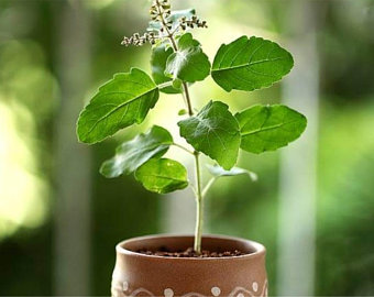 More than just greenery  sacred plants that sustain India’s culture