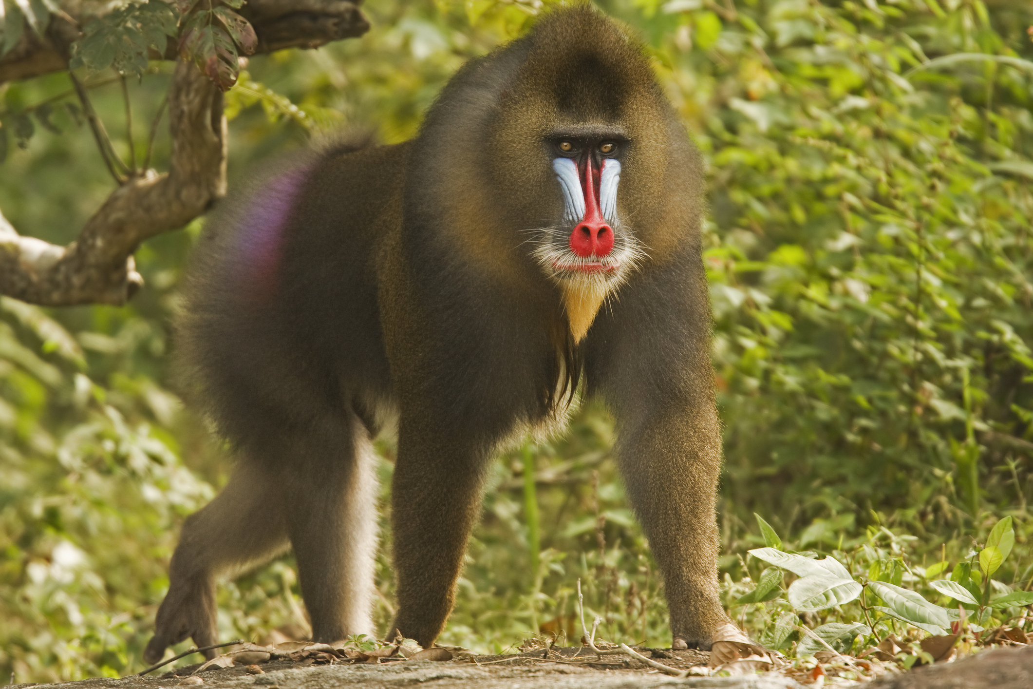 Why this jungle monkey suddenly turns neon blue?