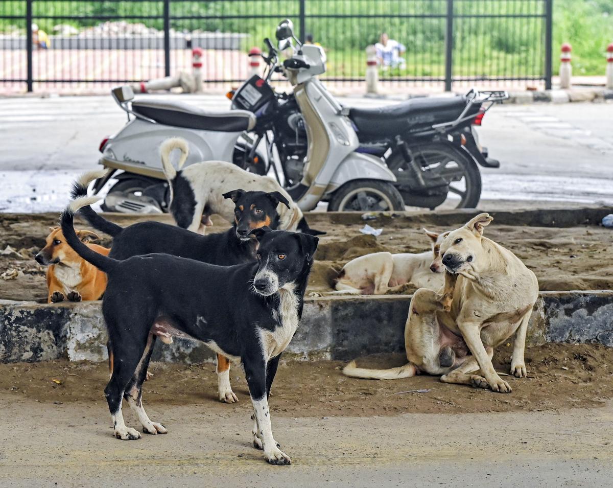 "How are they doing it?" SC questions stray dog relocation drive!