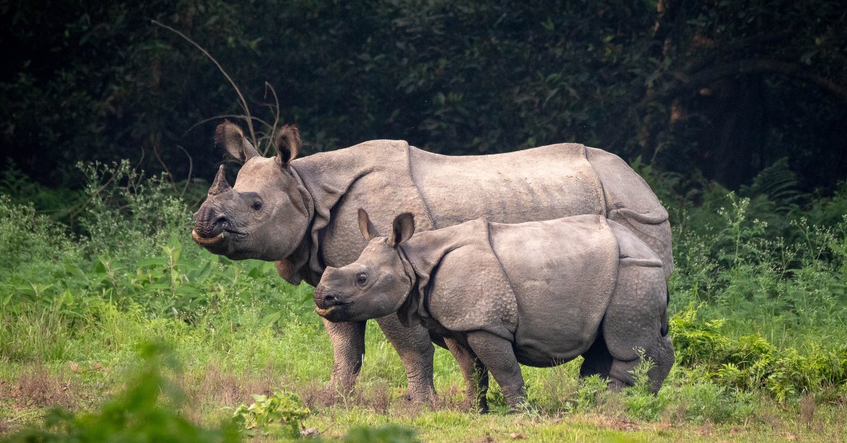 This tiny Park in Assam is Home to Endangered Rhinos and Rare Tigers!
