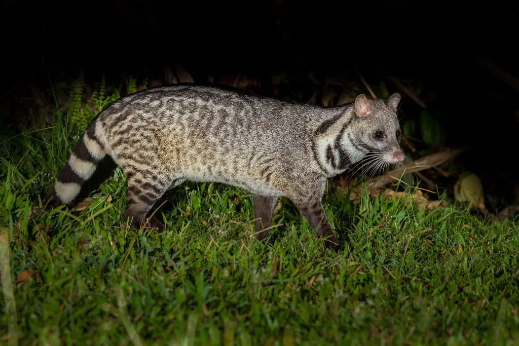 You won't believe these 10 animals exist only in India!