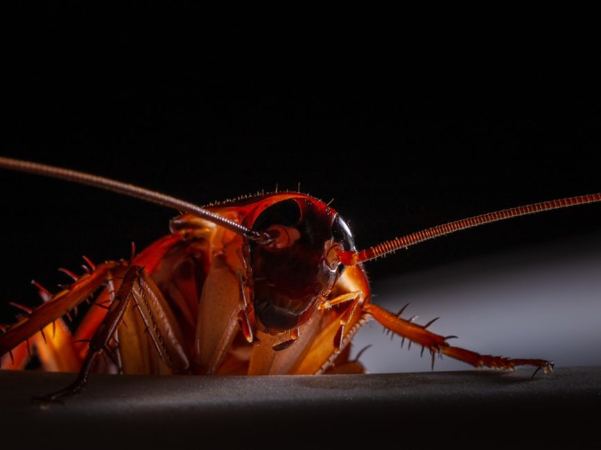 This One Common Insect Is Turning Sweet Sleep Into a Nightmare!