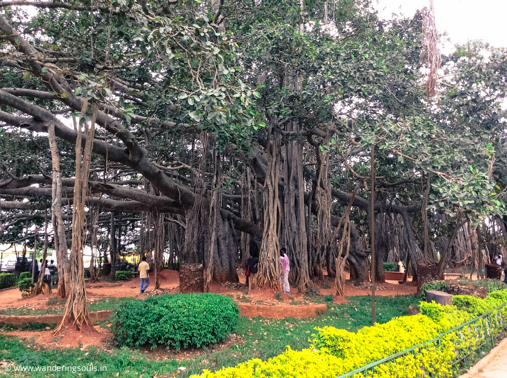 Bengaluru hides forests  forts & secret lakes  bet you’ve missed these 6 escapes!