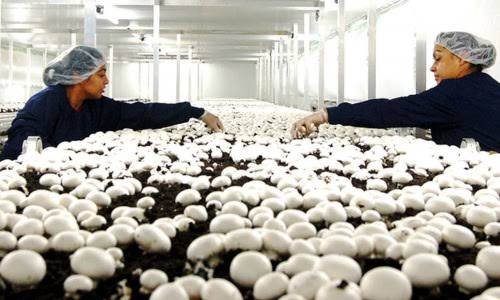 His mushroom lab is helping farmers earn big!