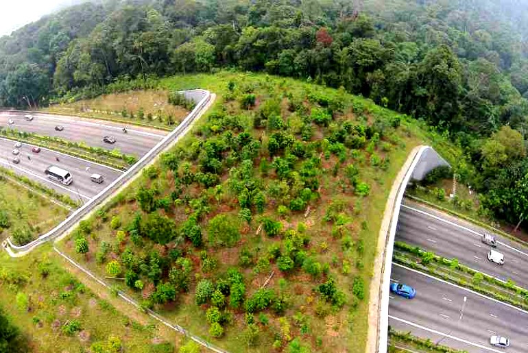 A Highway for the Wildlife! Finally, a VIP lane that makes sense.