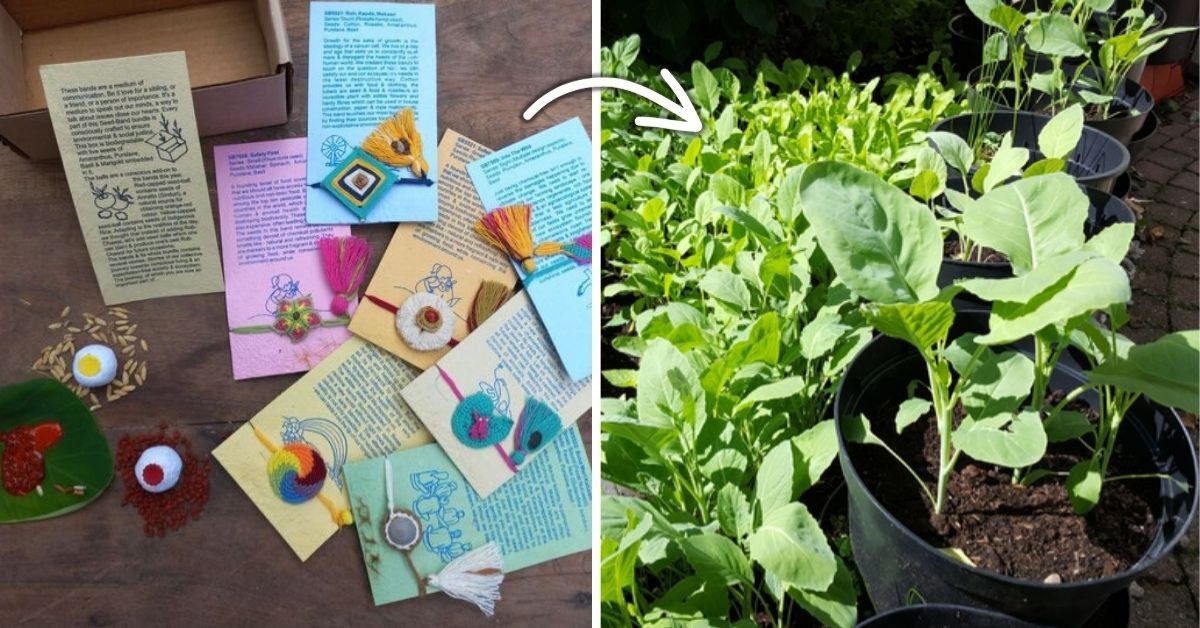 This Rakhi doesn’t just tie love-it grows a whole Garden!