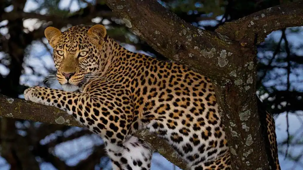 Andhra forest officials rescue Leopard choking on bone!