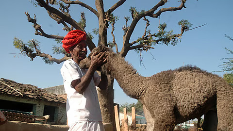 Camel milk and crafts revive Raika community fortunes!