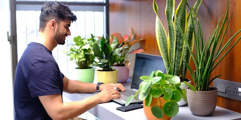 Green Power: Desk Plants Can Boost Productivity 15%!