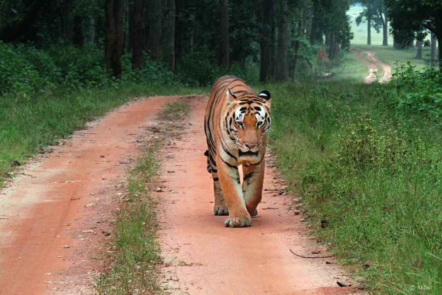 These Indian Forests let you meet Tigers face-to-face!