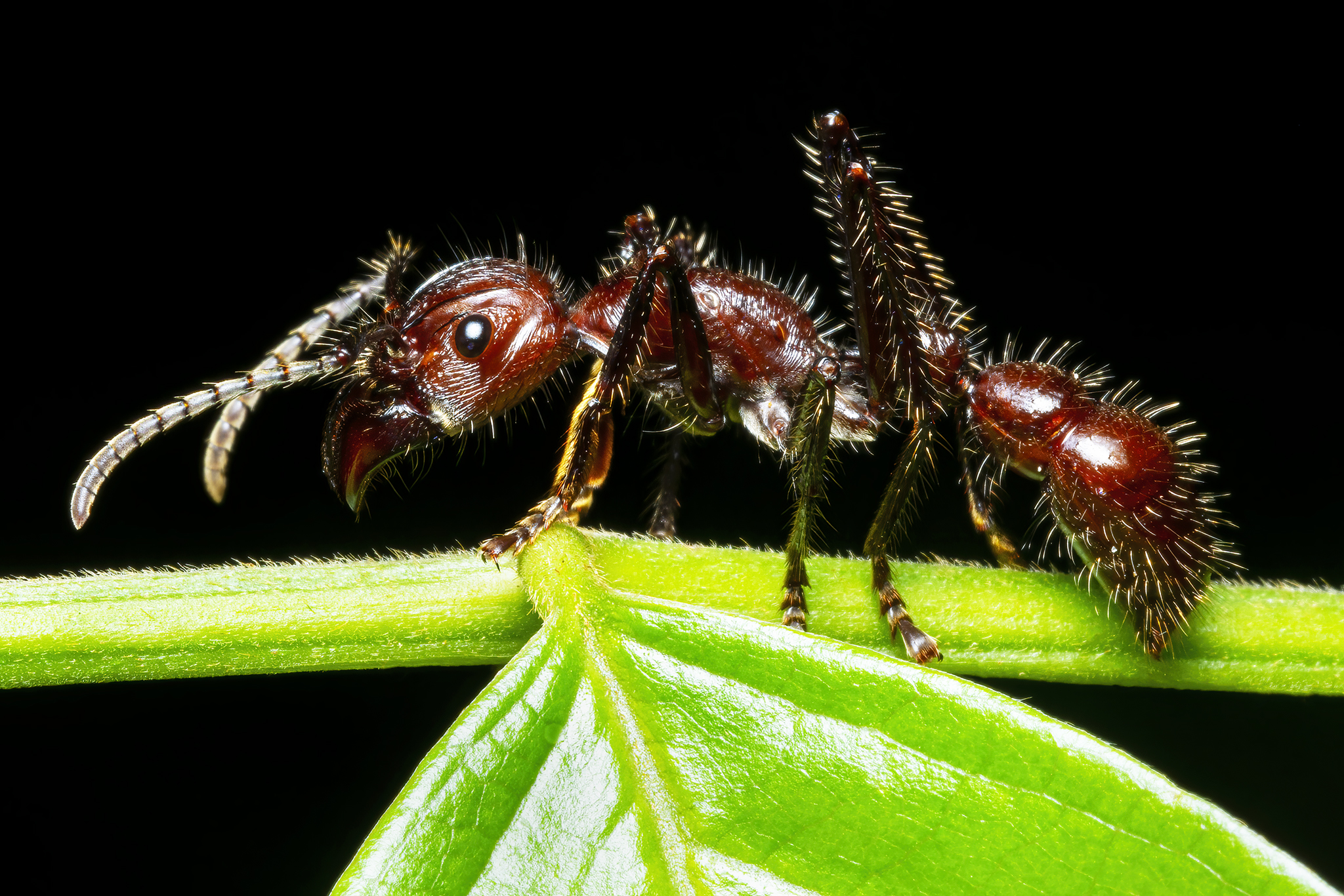The 1-inch insect that rules the animal kingdom with pain!