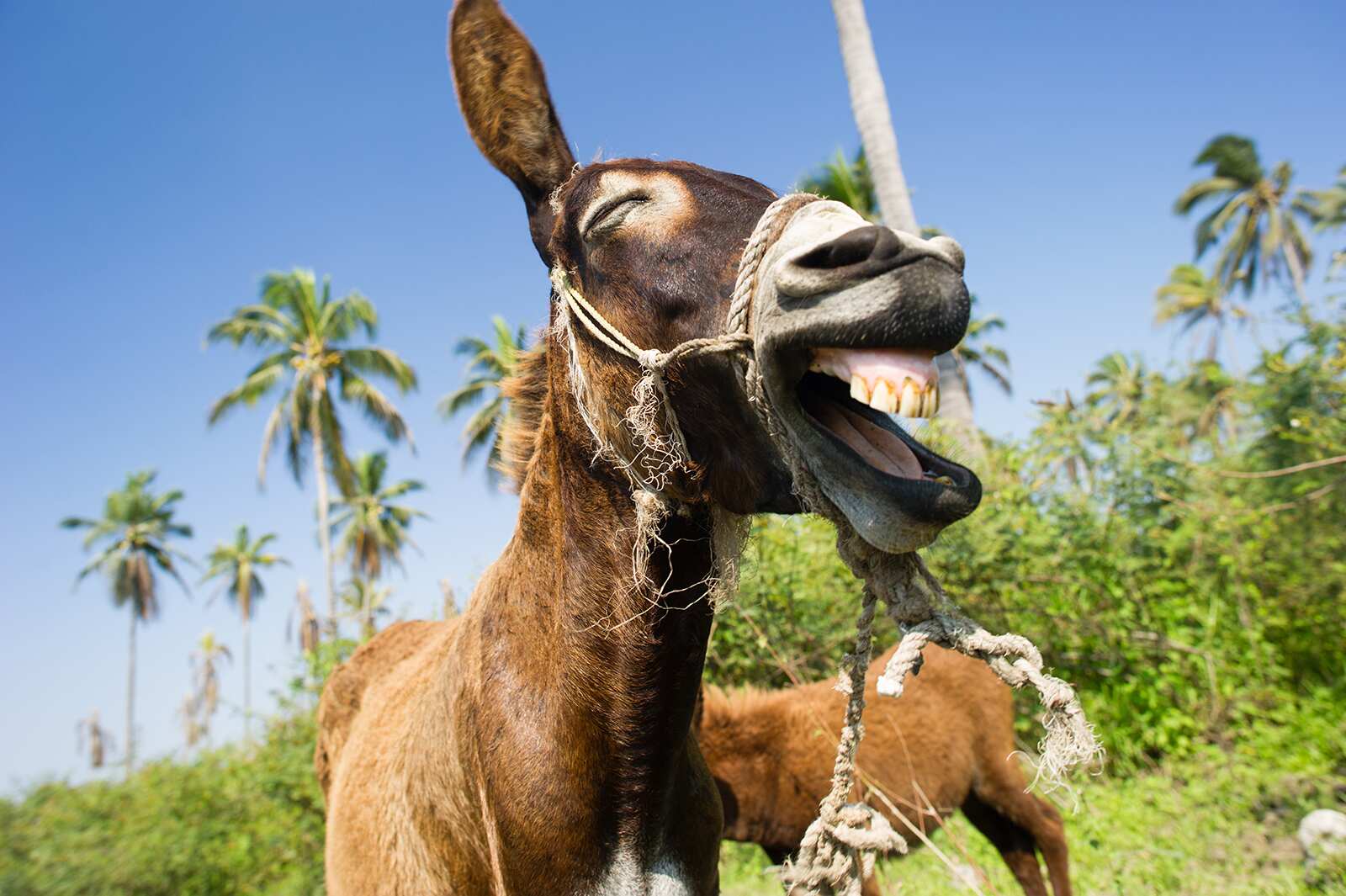 Donkey milk helped her launch a successful rural startup!